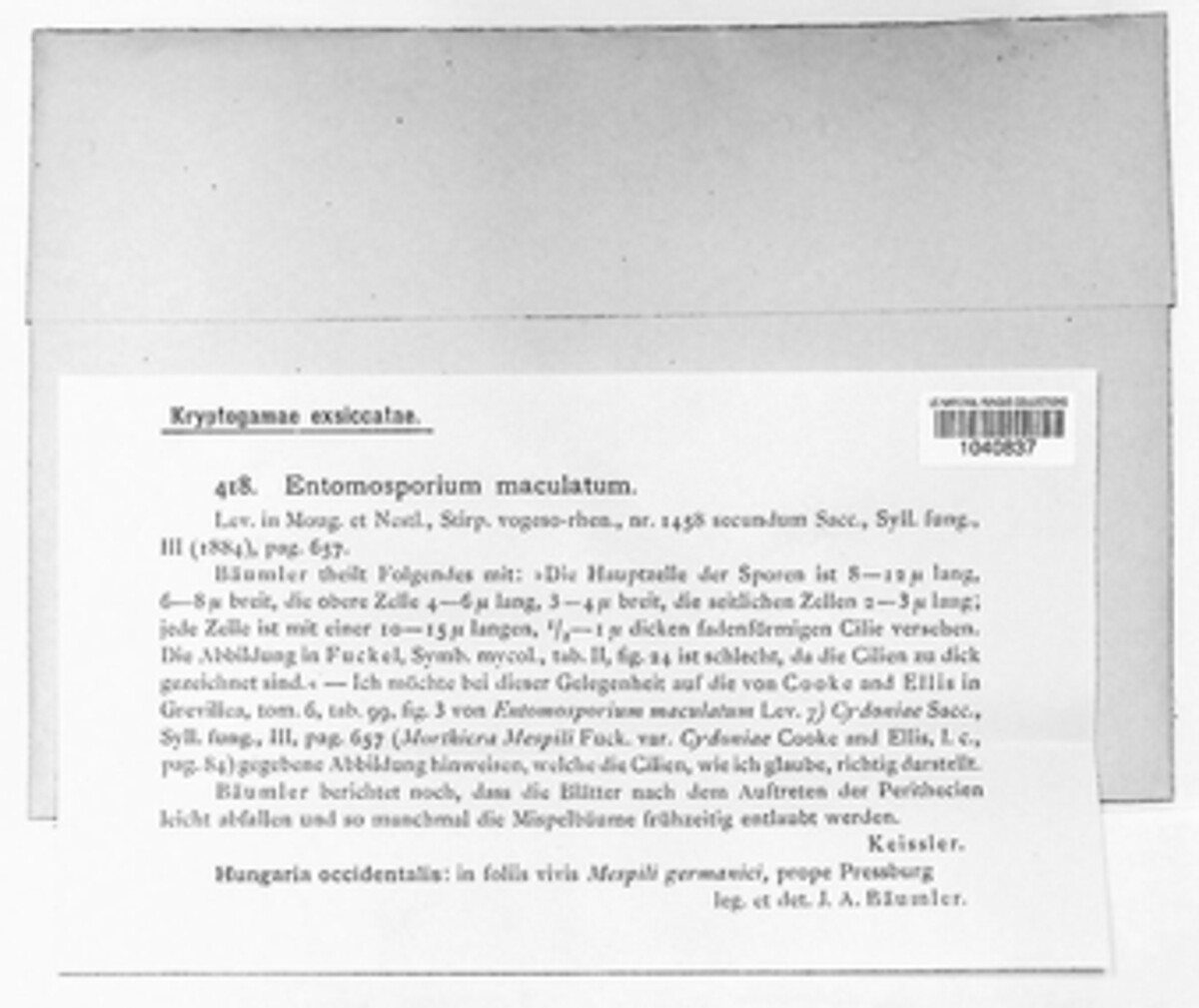 Diplocarpon mespili image